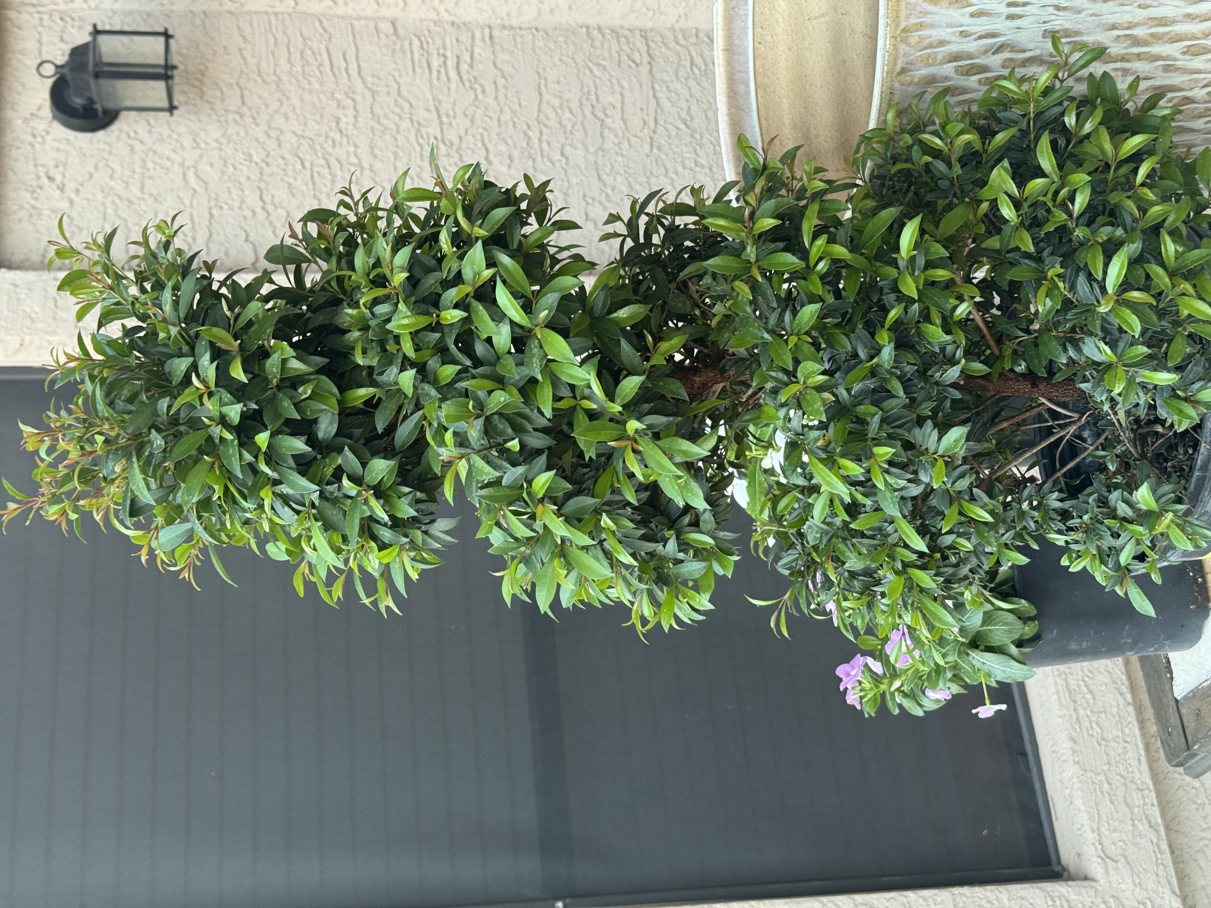 topiary